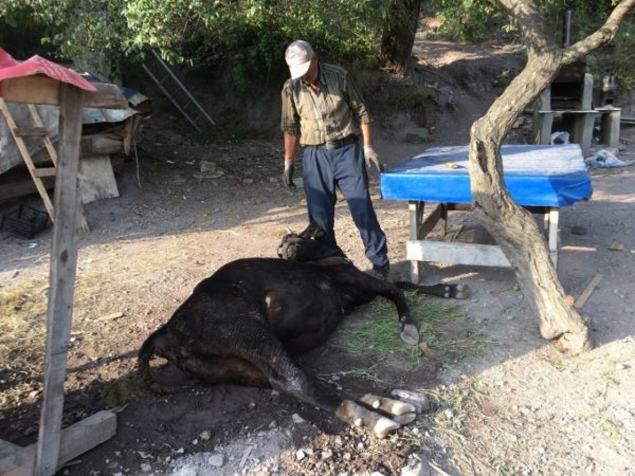 Otlamaya çıkıp, küflenmiş kuru ekmek yiyen inekler çatlayıp telef oldu
