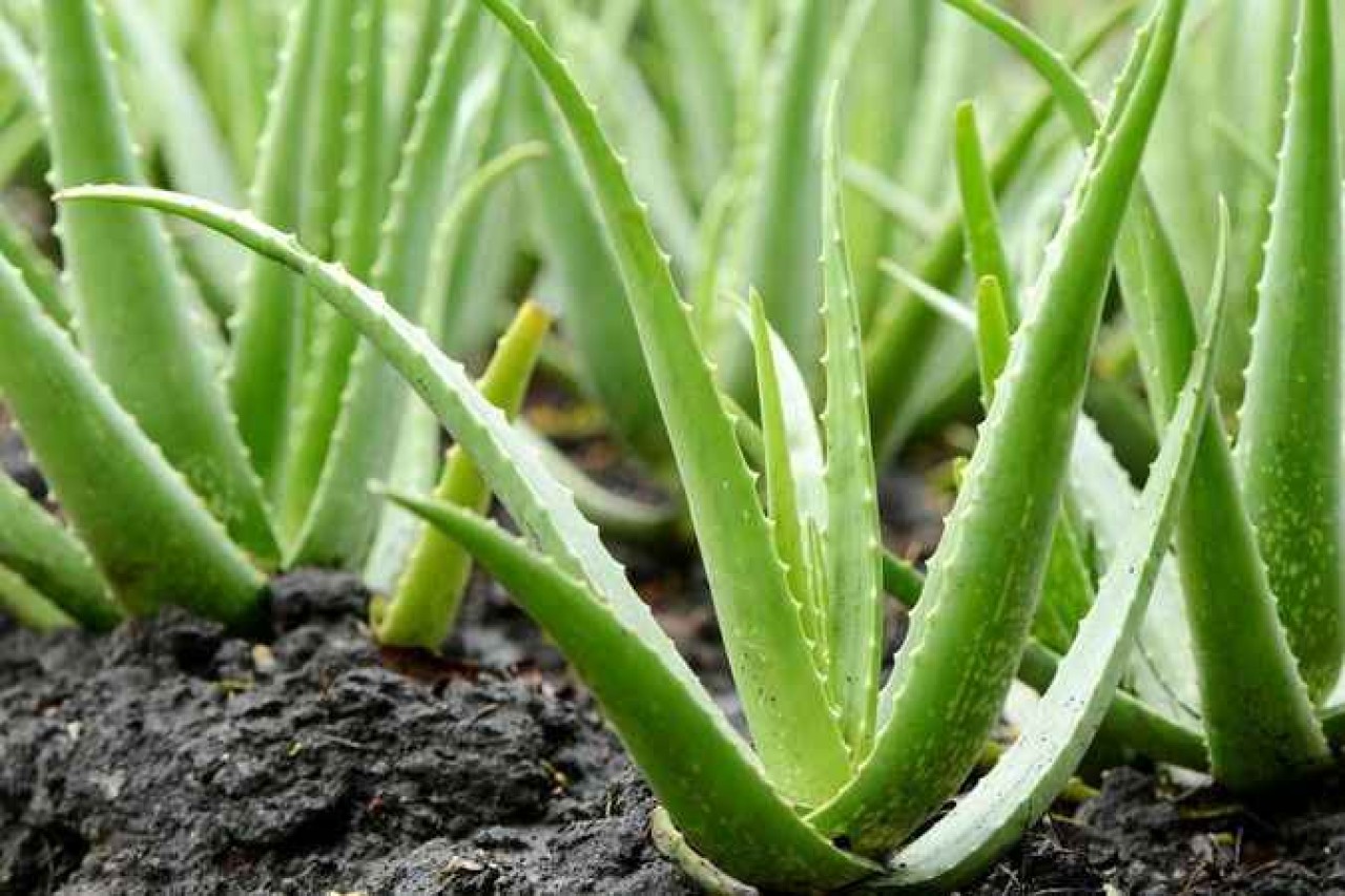 Aloe Vera Ciltteki Lekeleri Yok Eder Mi?