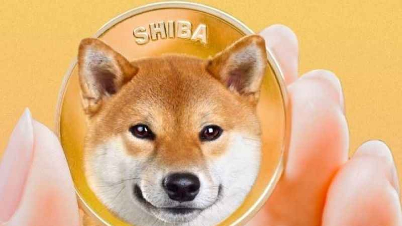 Shiba Protokol Nasıl Alınır?