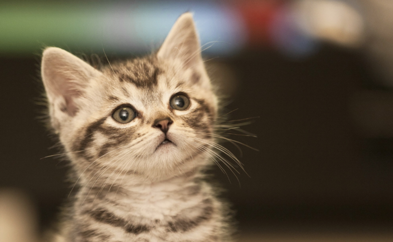 Rüyada Kedi Görmek Ne Anlama Geliyor? Rüyada Kedi Görmek Anlamı 