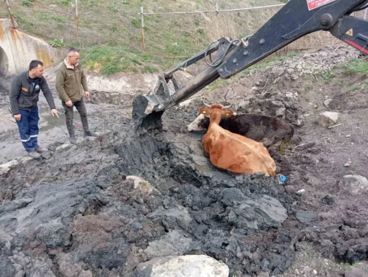 Bolu'da İnekler Çamura Saplandı. Kepçe Yardımı ile Kurtarıldılar...