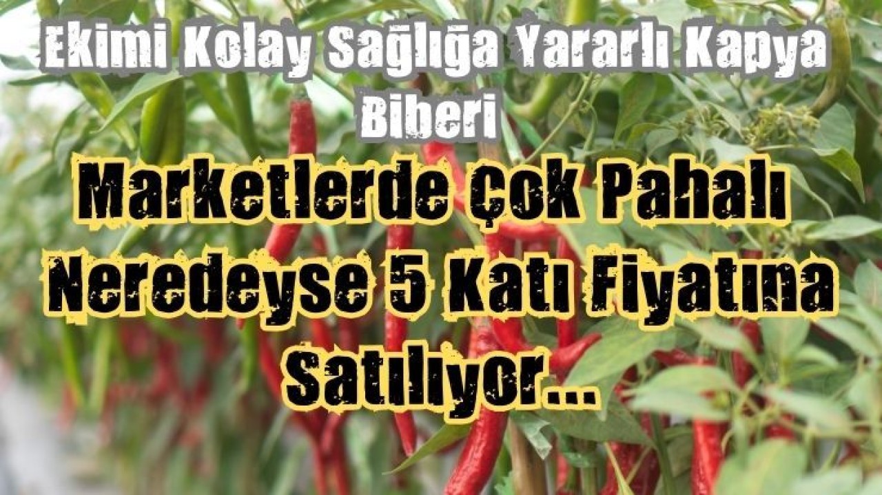 Kapya Biberi Tarladakinin 5 Katı Fiyata Marketlerde... Doğal Kolesterol Düşürücü Olduğu Biliniyor...