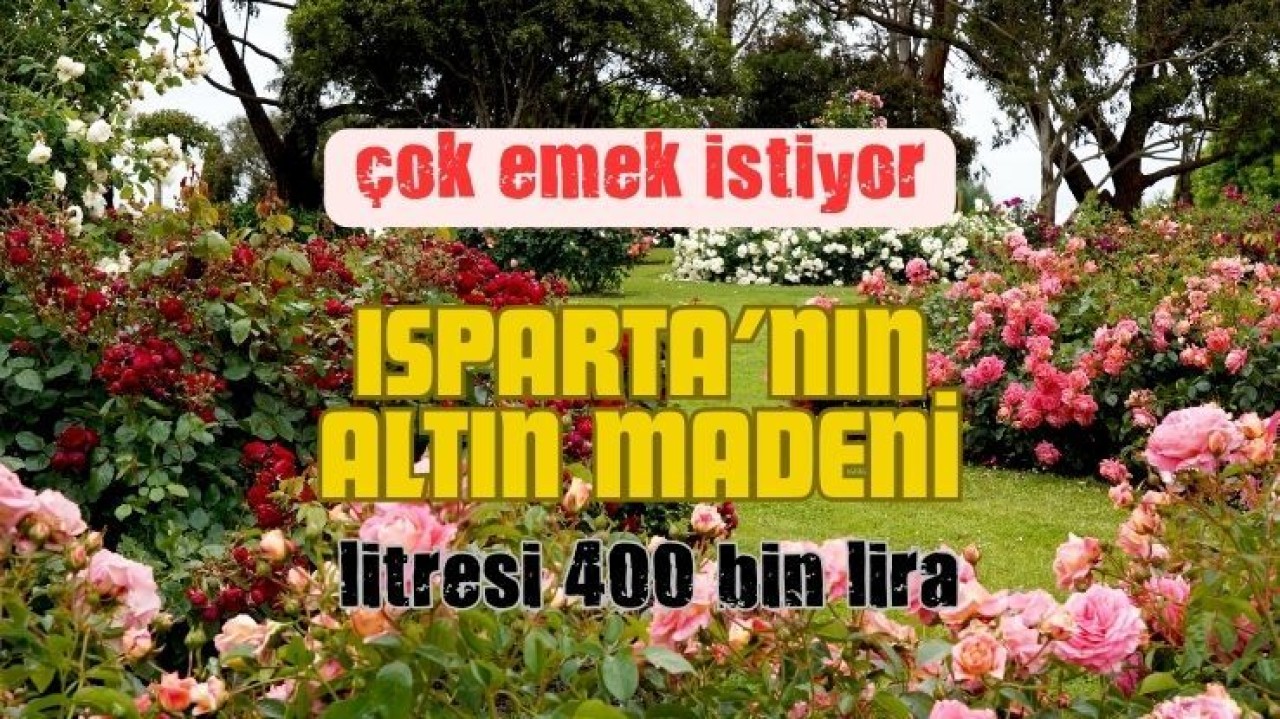 Isparta'nın Bitkisel Altın Madeni 1 Litre 400 Bin Lira...