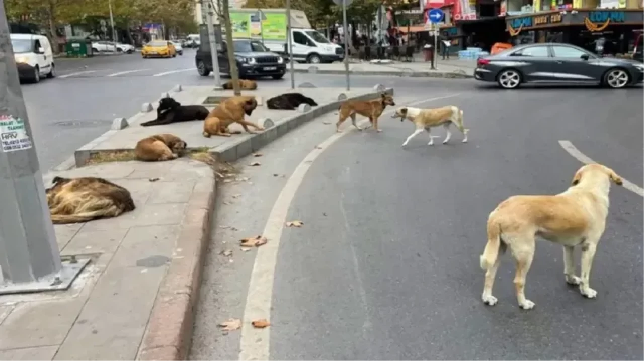 Sahipsiz sokak köpekleriyle ilgili kanun teklifi, TBMM Tarım, Orman ve Köyişleri Komisyonunda kabul edildi