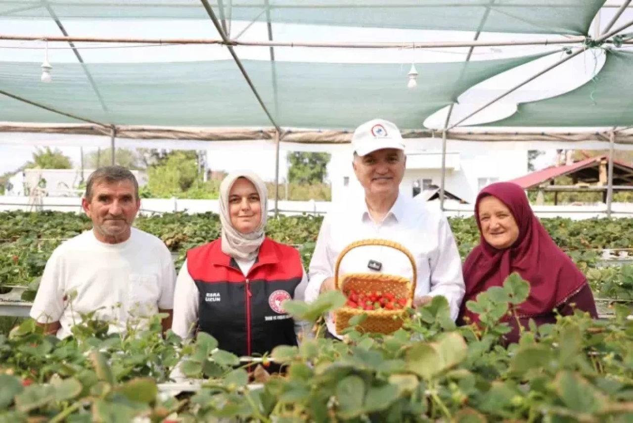 Düzce Topraksız Tarım İle Çilek Üretiyor