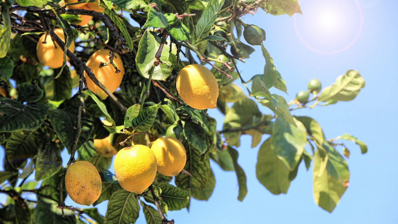 Limon Tarlada 1 Birim Markette 4 Birim Bu Sorun Nasıl Çözülecek?