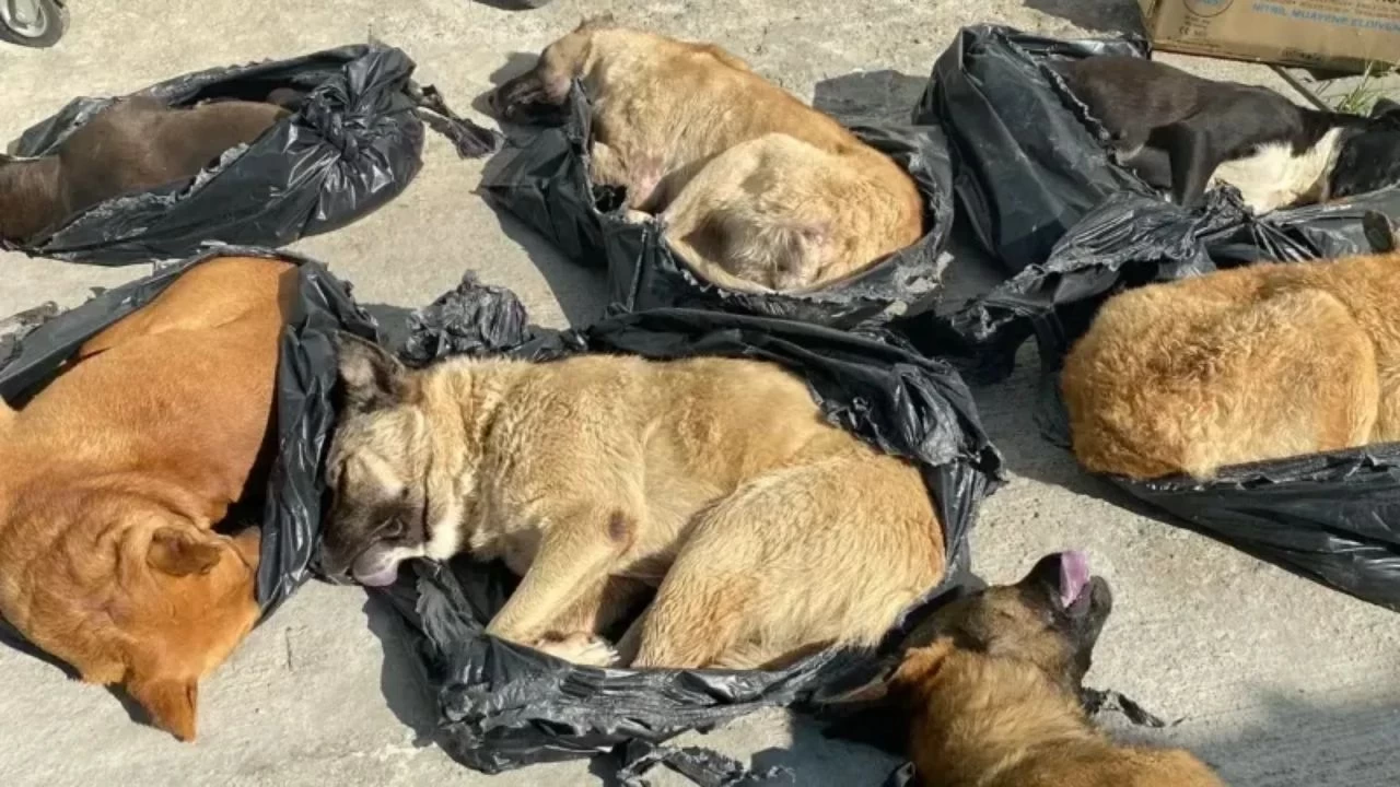 Kocaeli Valiliği Sokak Hayvanları Katliamı ile İlgili Soruşturma Başlattı