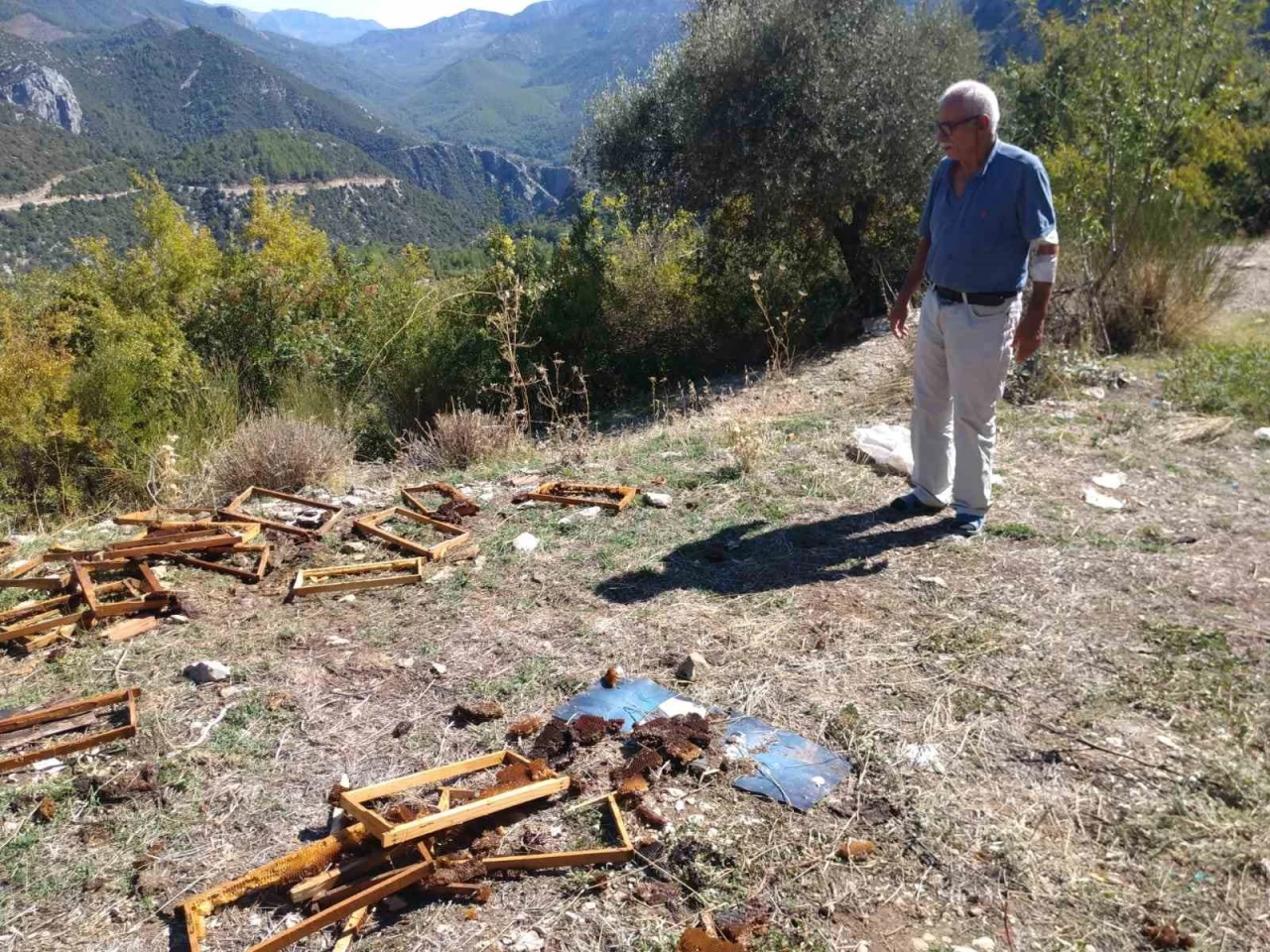 Antalya’da Ayı Saldırısı Aç Ayıların Tehlikelerini Göz Önüne Serdi