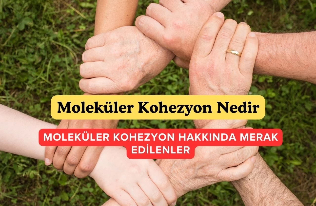 Moleküler Kohezyon Nedir?