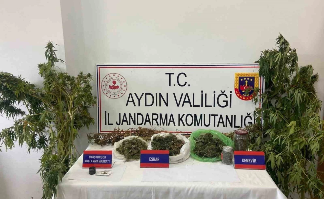 Aydın İncirliova'da Mısır Tarlasına Uyuşturucu Eken Şahıs Yakalandı