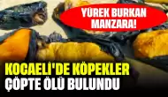 Yürek Burkan Manzara! Kocaeli'de Köpekler Çöpte Ölü Bulundu