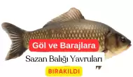 Muş Göl ve Barajlarına 4 Milyon Sazan Yavrusu Bırakıldı: Ekonomiye Can Suyu