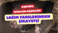 Kartepe Lağım Farelerinden Şikayet Ediyor!