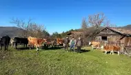 Bolu'da kaybolan büyükbaş hayvanlar dronla bulundu