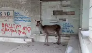 Doğaya bırakılan karaca tekrar geri döndü