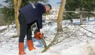 Düzce'de kar sonrası kırılan dallar temizlendi