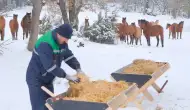 Bolu'da kar yağışı yılkı atları için yiyecek bulmayı zorlaştırdı: Belediye ekipleri Bolu'nun At Yaylası'na yemek götürdü