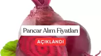 Şeker Pancarı Alım Fiyatları Açıklandı: Çiftçilere Müjdeli Haber