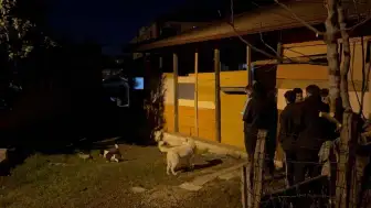 Düzce’de uzun süredir haber alınamayan Ömer Aktepe 'yi sokak köpekleri buldu