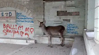 Doğaya bırakılan karaca tekrar geri döndü