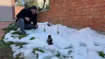 Kocaeli’de kar banyosu yapan karga, görenleri hayrete düşürdü