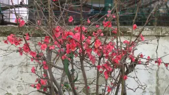 Sakarya'da cemre toprağa düştü, ağaçlar çiçek açmaya başladı