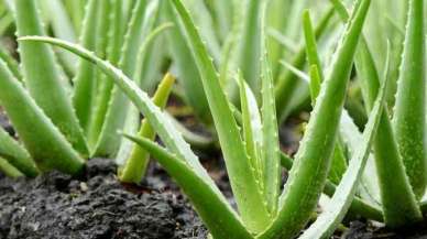 Aloe Vera Cilt Lekelerini Geçirir Mi? Aloe Vere Cilt Lekesi Kullanımı Nasıl Olmalı