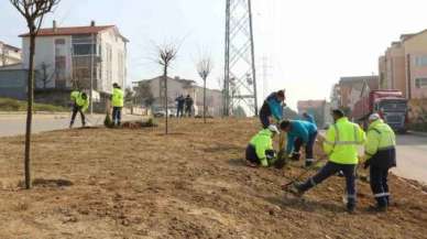 Kocaeli Büyükşehir Belediyesi'nden 800 Fidan