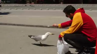 Görüntüler Kocaeli'den... Martı İle Esnafın Tebessüm Ettiren Dostluğu