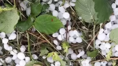 Sakarya'da dolu Tarlalara Zarar Verdi...