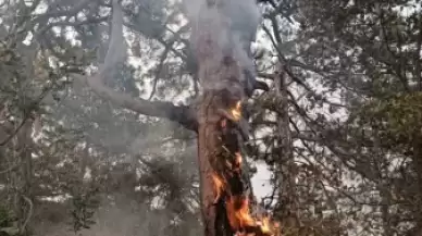 BOLU'DA YILDIRIMIN ORMANI YAKMASINI ENGELLEDİ