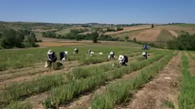 Kocaeli’de Kekik Hasadı 