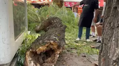 Bolu’da Yaya Yoluna Ağaç Düştü: 1 Yaralı