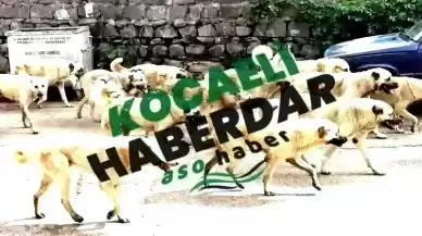 Sokak Köpekleri İçin Radikal Karar! Meclis'ten Geçen 5. Madde Herkesi Şaşırttı!