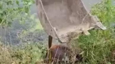 Düzce’nin Cumayeri İlçesinde Melen Çayına Düşen Büyükbaş Hayvanın İmdadına Cumayeri Belediyesi İtfaiye Ekipleri Yetişti.