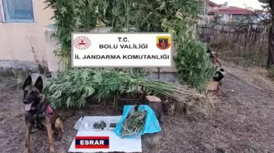 Jandarma Bahçesine Kenevir Eken Şahsı Enseledi