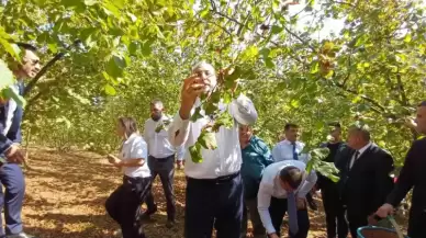 Bakan Işıkhan, İşçilerle Birlikte Fındık Topladı