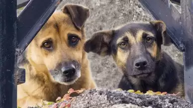 Çayırova'da Mahalle Sakinlerinden Güvenlik Tepkisi! Karanlık Sokaklarda Başıboş Köpekler Tehlike Saçıyor