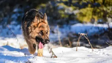 Umuttepe'de köpek sorunu: Vatandaşlar şkayetçi