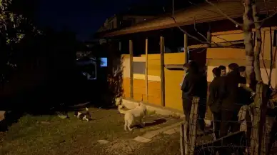 Düzce’de uzun süredir haber alınamayan Ömer Aktepe 'yi sokak köpekleri buldu