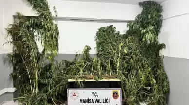 Manisa'da Jandarma Ekiplerinden Kenevir Baskını!