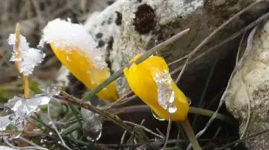 Bolu Abant'ta kışın ilkbahar etkileri görülmeye başlandı