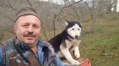 Sibirya kurdu traktör kullanırken görüntülendi