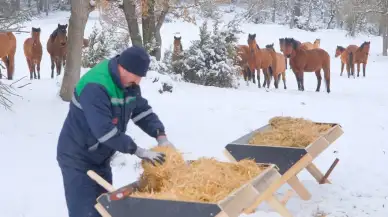 Bolu'da kar yağışı yılkı atları için yiyecek bulmayı zorlaştırdı: Belediye ekipleri Bolu'nun At Yaylası'na yemek götürdü