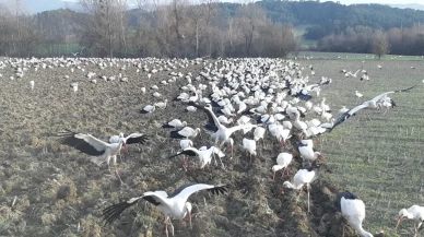 Bolu'da leylekler göç yolculuğuna ara verdi