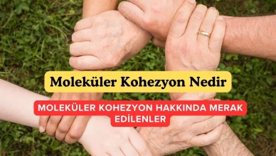 Moleküler Kohezyon Nedir?