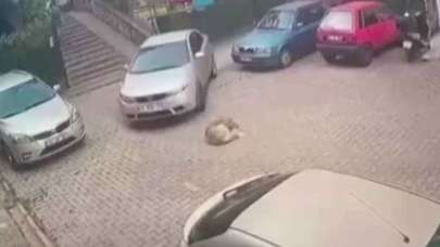 Yerde yatan köpeği ezdi!