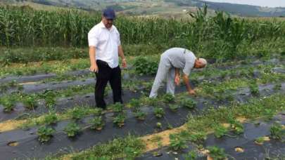 Üreticilere 118 bin çilek fidesi dağıtıldı