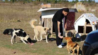 Sakarya Haber: Vatandaşlar Sahipsiz Köpeklerden Şikayetçi!