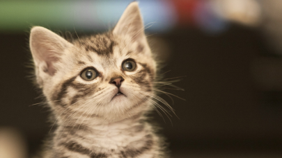 Rüyada Kedi Görmek Ne Anlama Geliyor? Rüyada Kedi Görmek Anlamı 